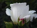 Fehér rózsa (16K)