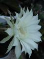 Fehér kaktuszvirág (16K)