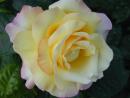 Sárga rózsa (16K)